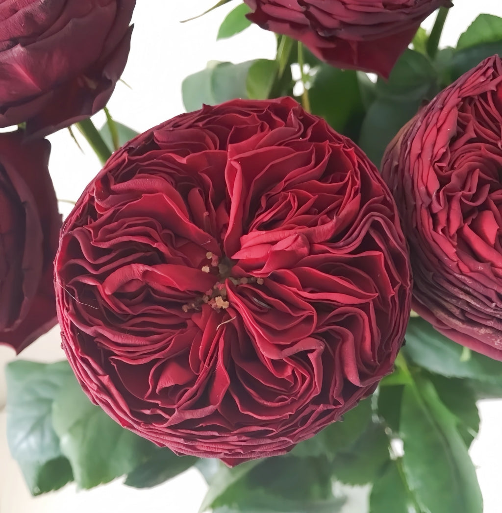 Grand Jubilee Rose