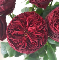 Grand Jubilee Rose