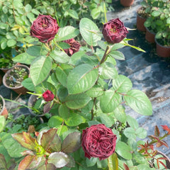 Grand Jubilee Rose