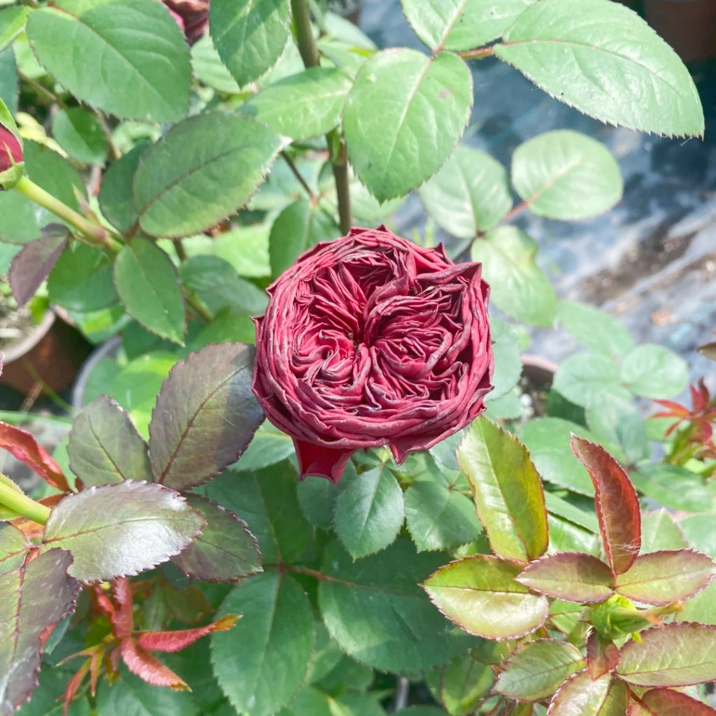Grand Jubilee Rose