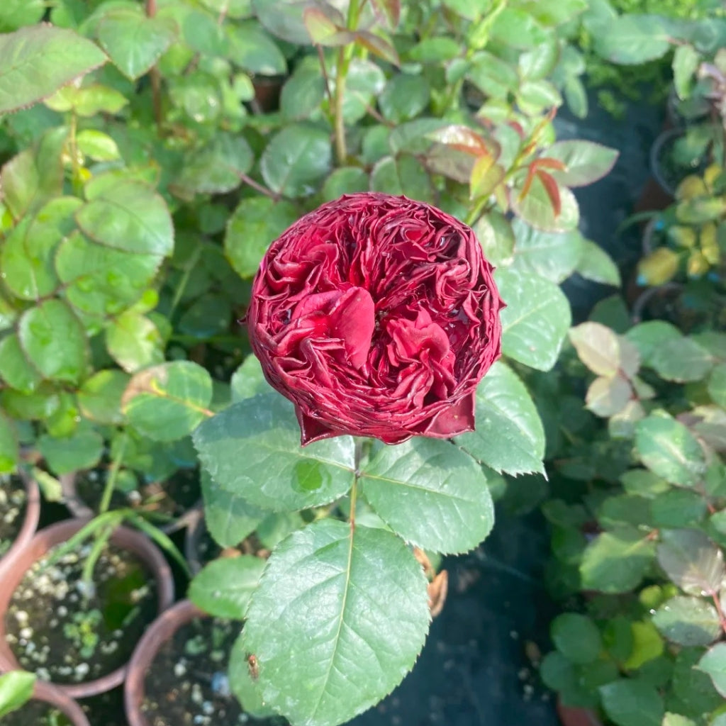 Grand Jubilee Rose