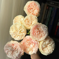 Grandma's Romy Rose
