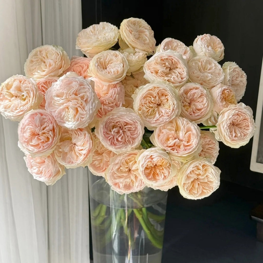 Grandma's Romy Rose