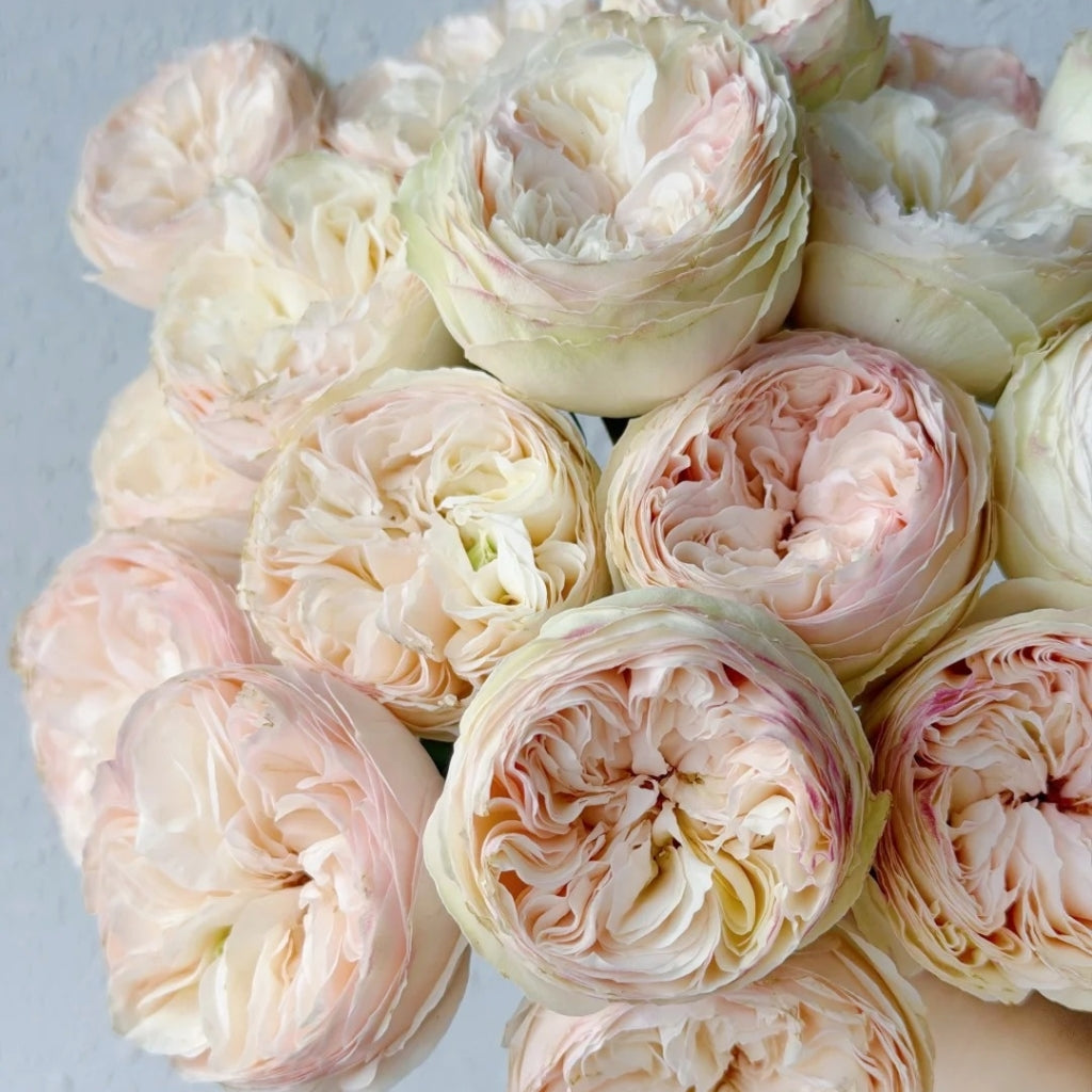 Grandma's Romy Rose
