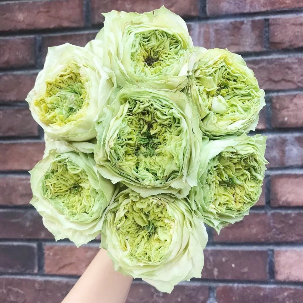 Green Eye Rose