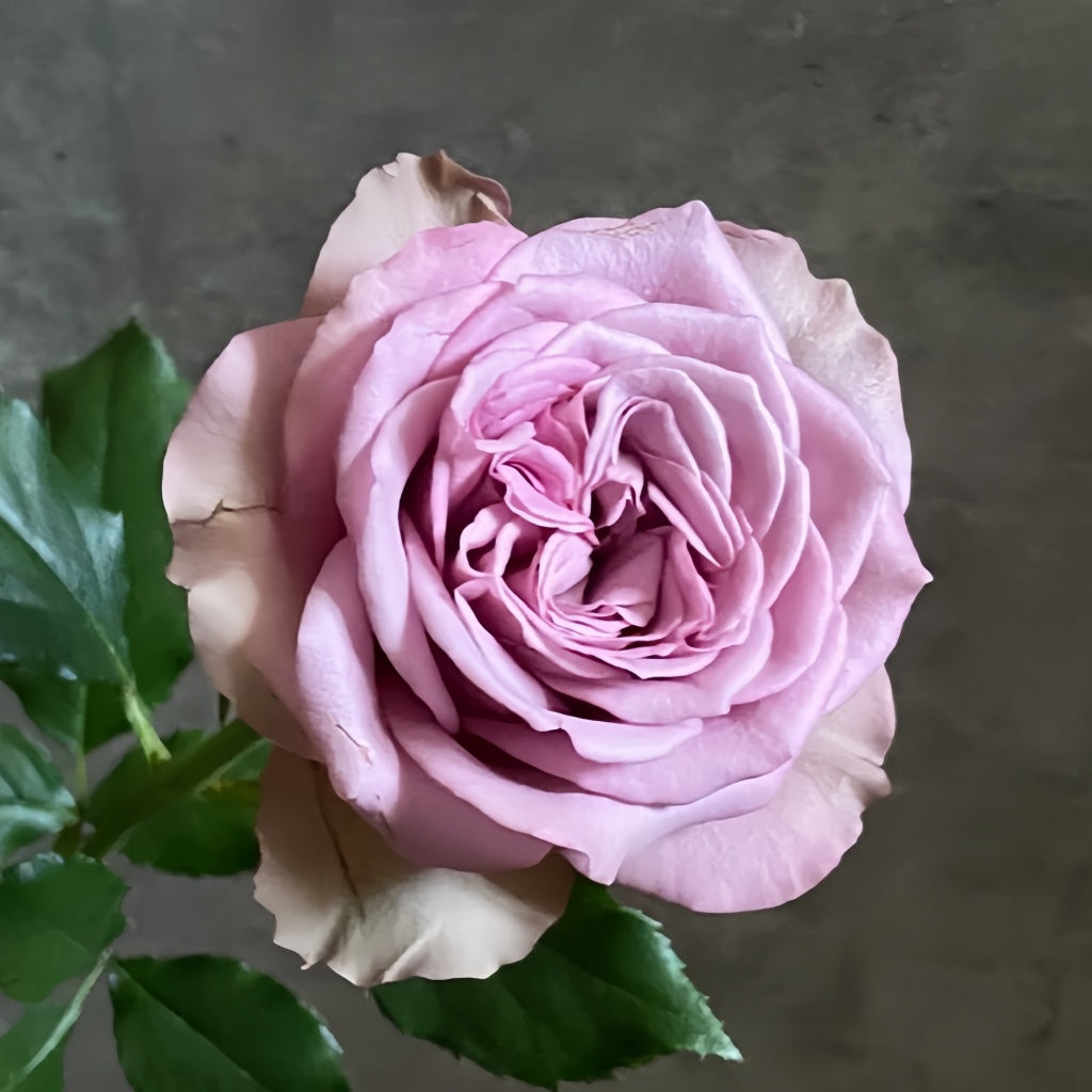 Grey Knight Rose