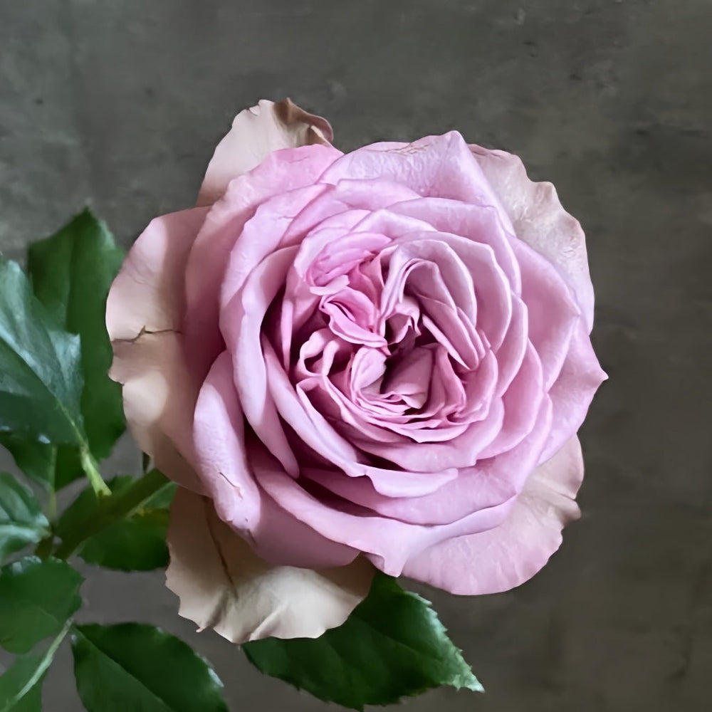 Grey Knight Rose