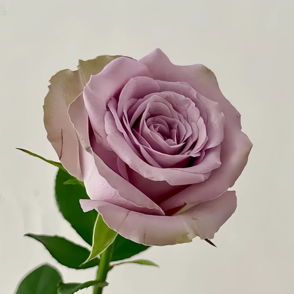 Grey Knight Rose