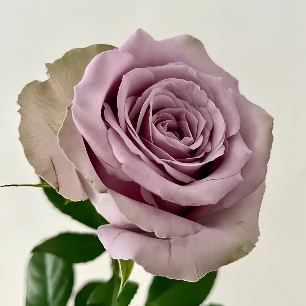 Grey Knight Rose