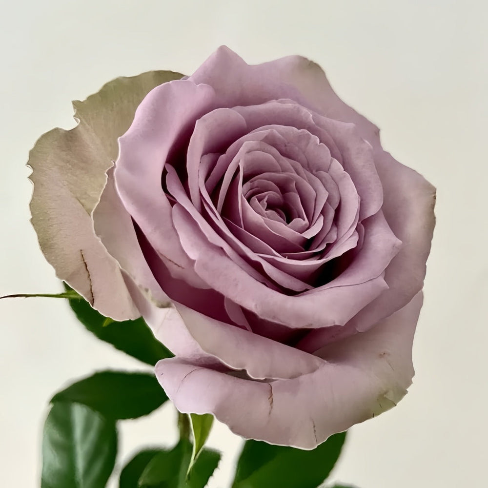 Grey Knight Rose