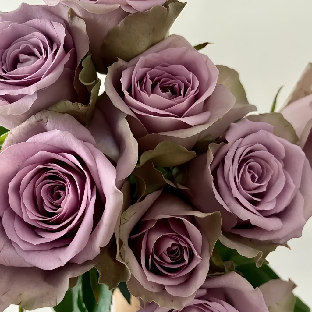Grey Knight Rose