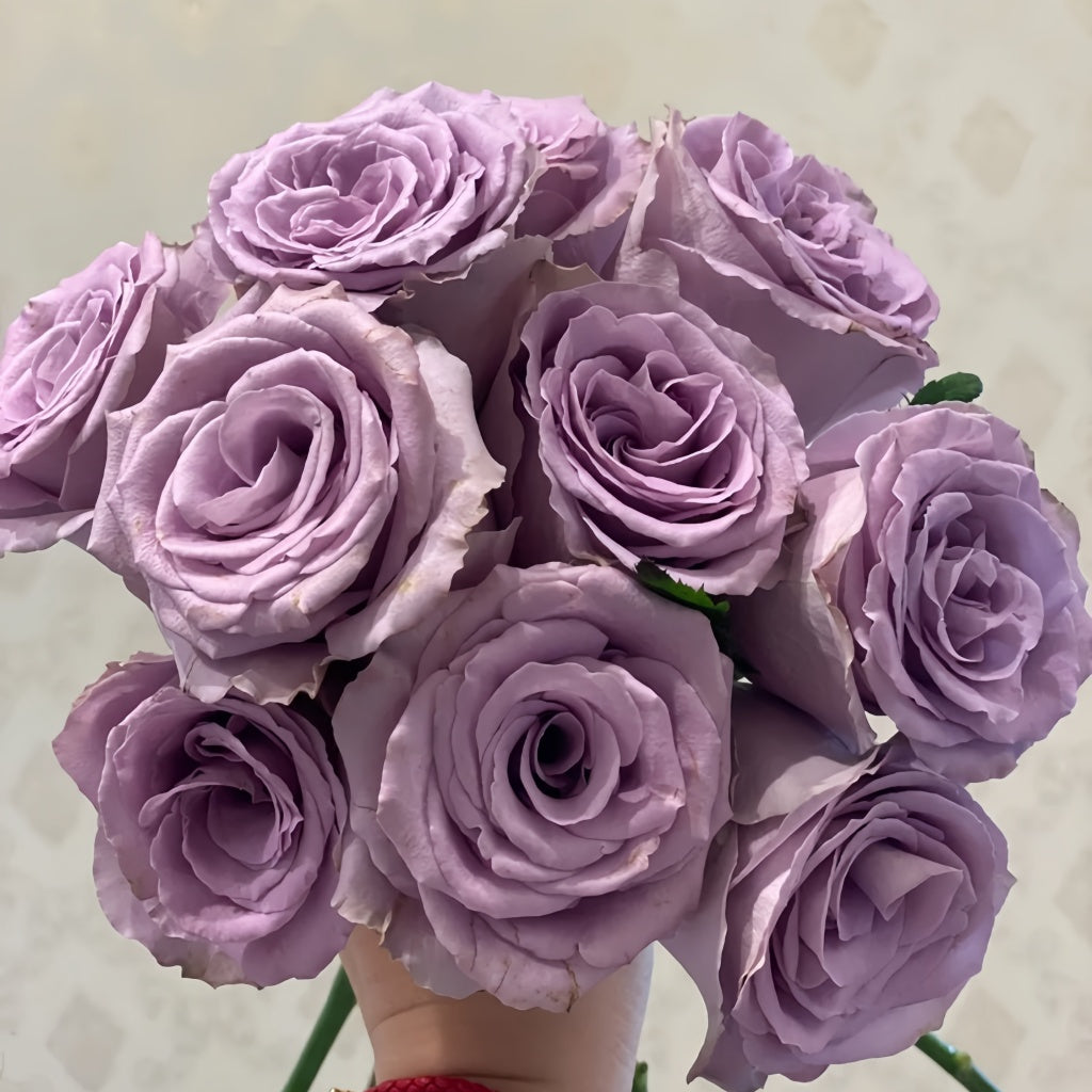 Grey Knight Rose