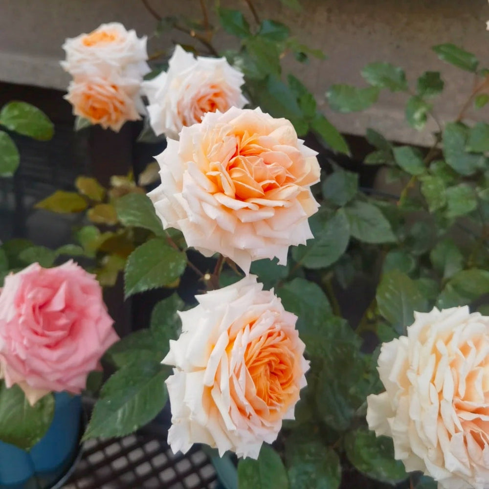 Grossherzogin Luise Rose