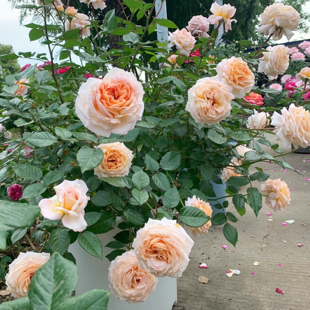 Grossherzogin Luise Rose