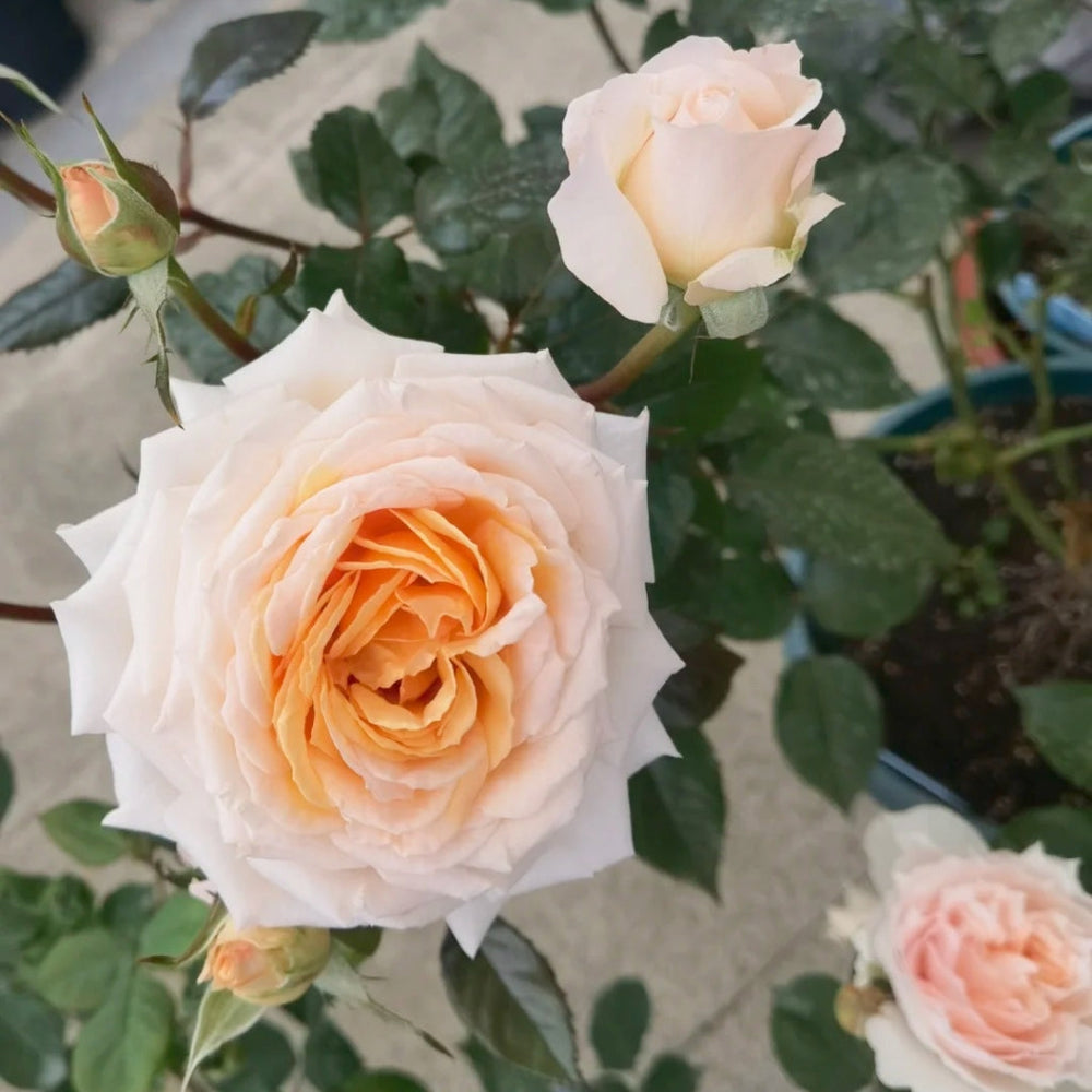 Grossherzogin Luise Rose