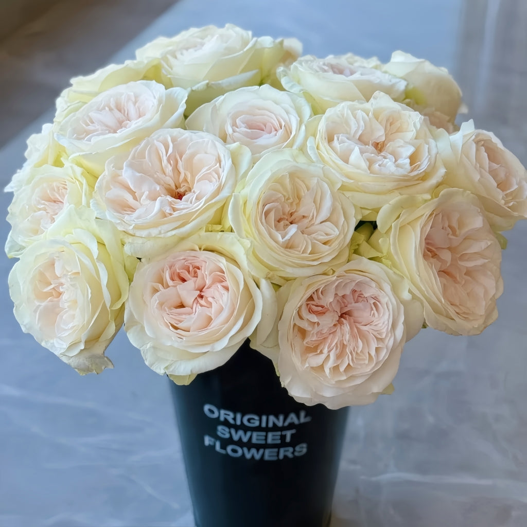 Halifax Rose