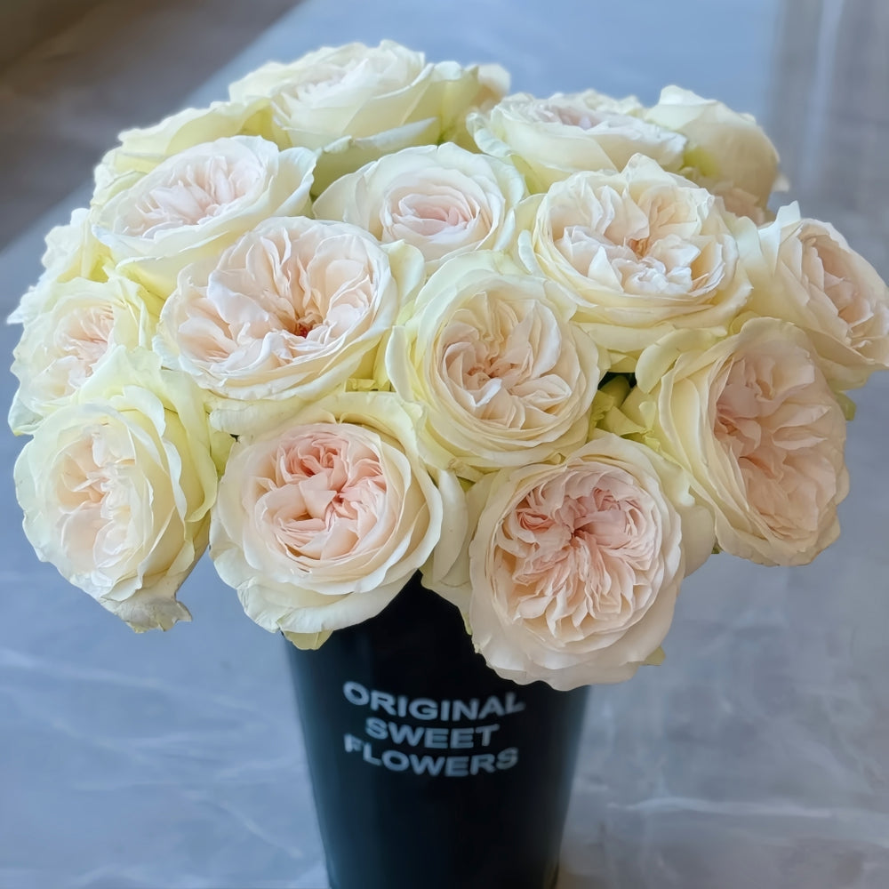 Halifax Rose