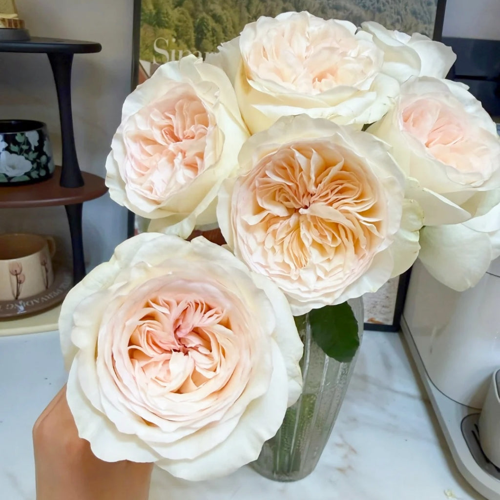 Halifax Rose