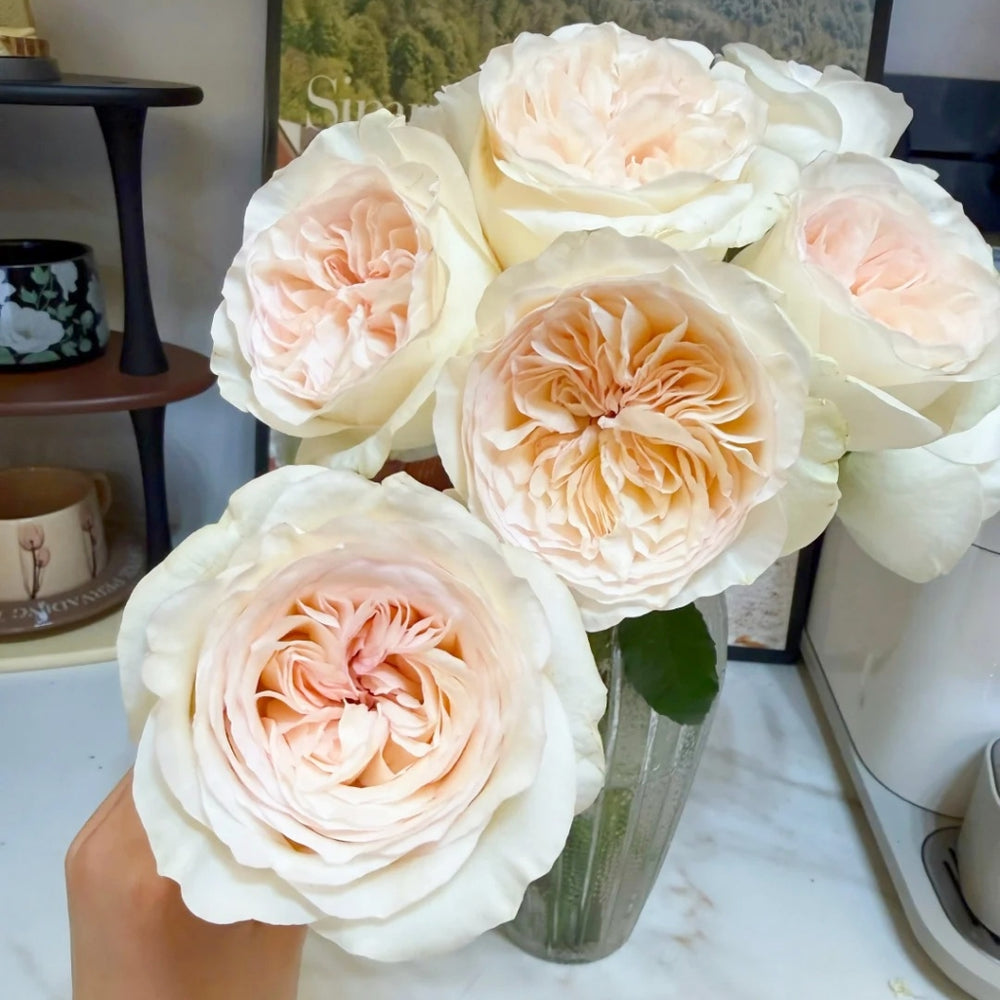 Halifax Rose
