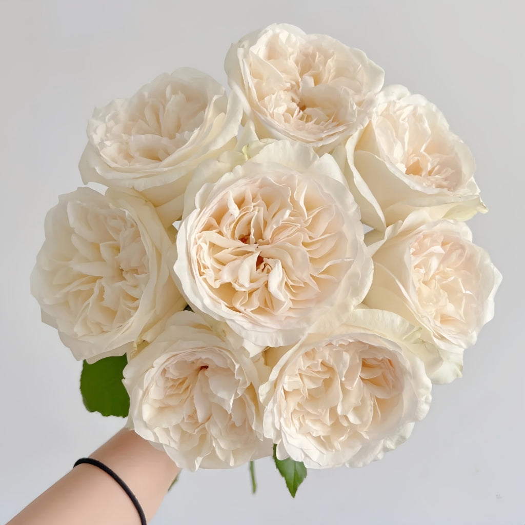 Halifax Rose