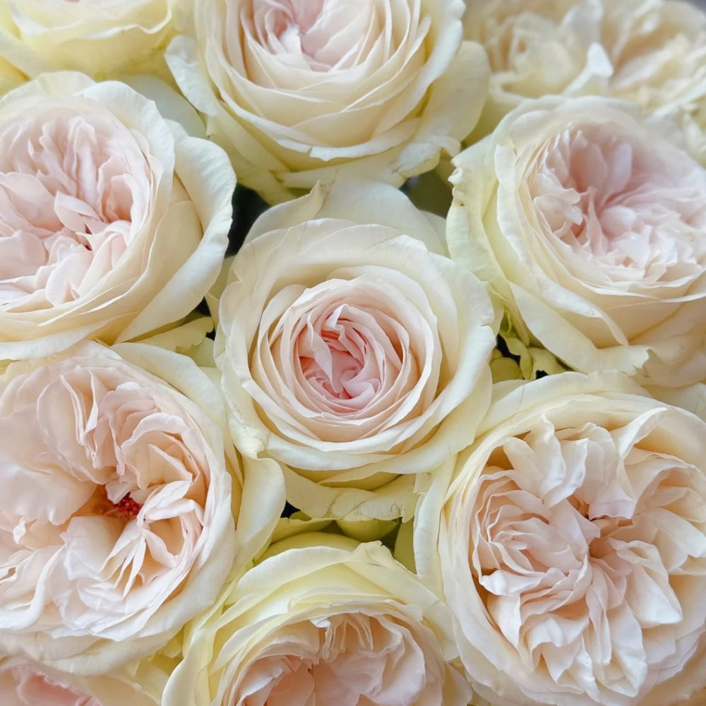 Halifax Rose