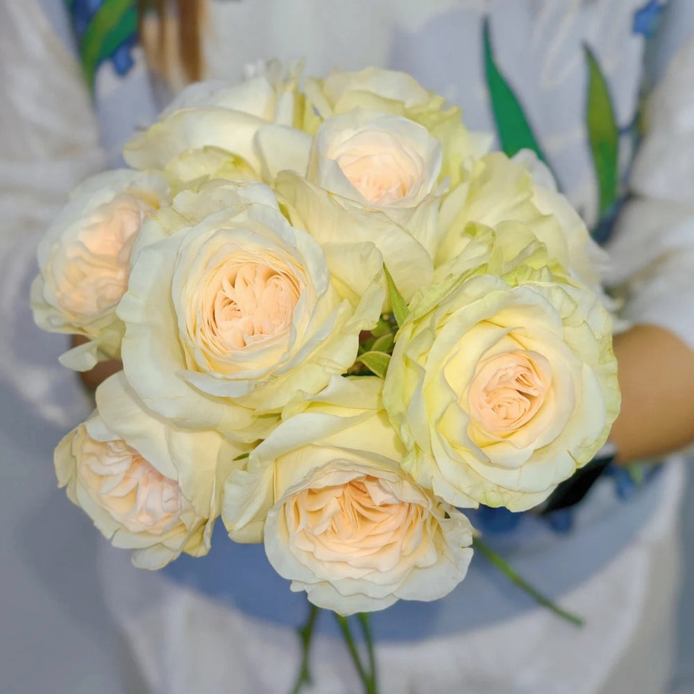 Halifax Rose