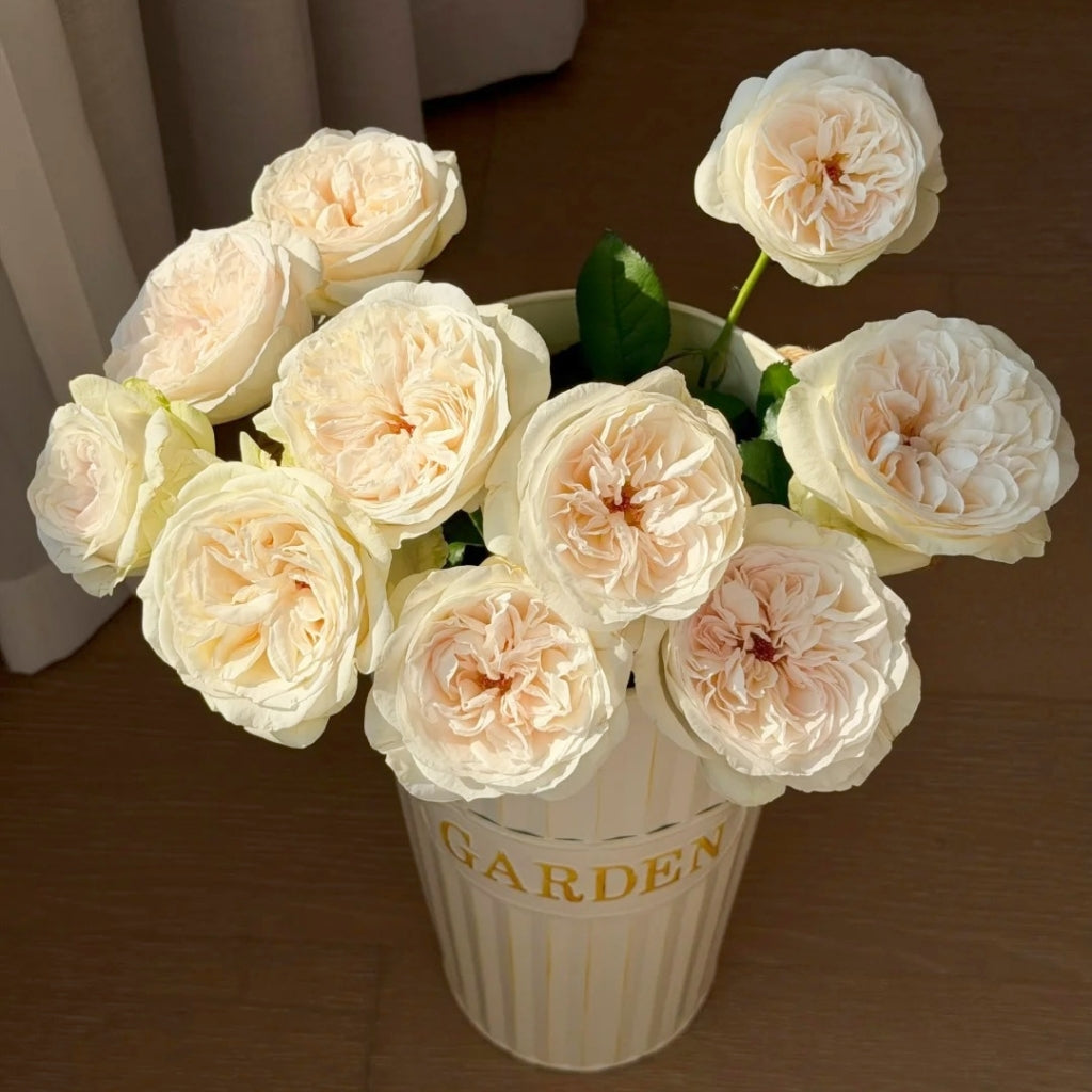 Halifax Rose