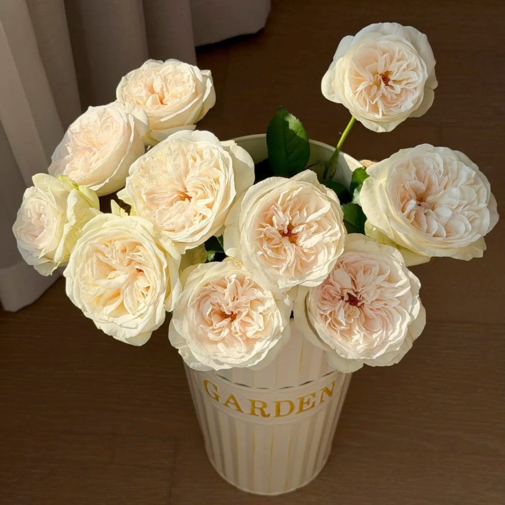 Halifax Rose