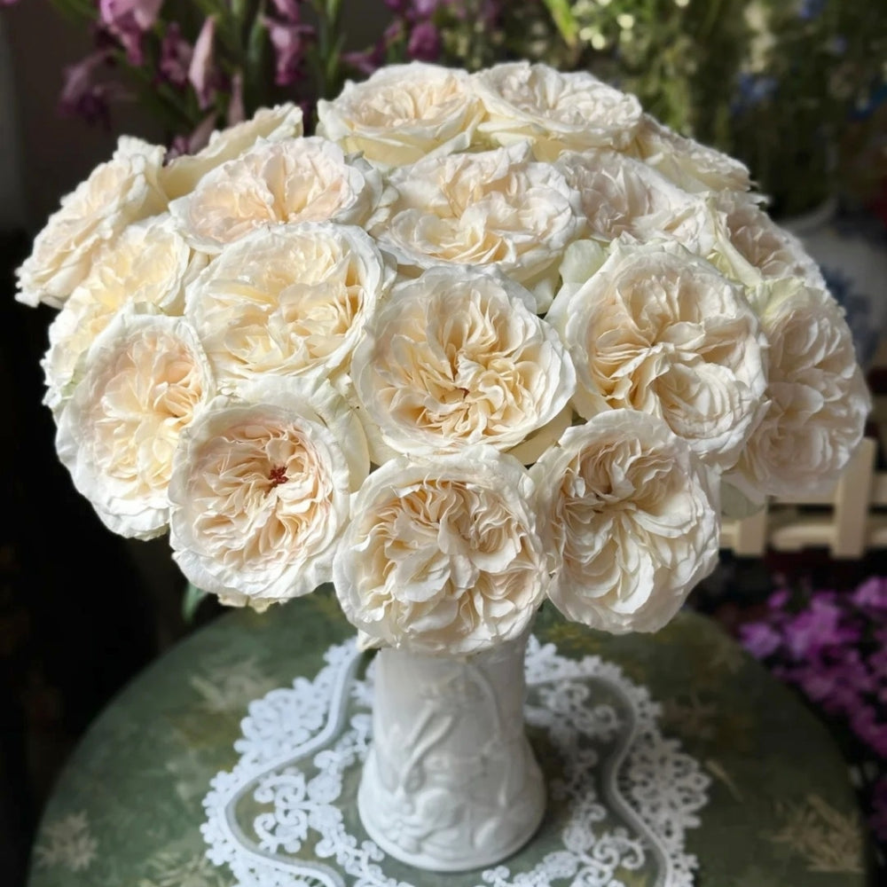 Halifax Rose