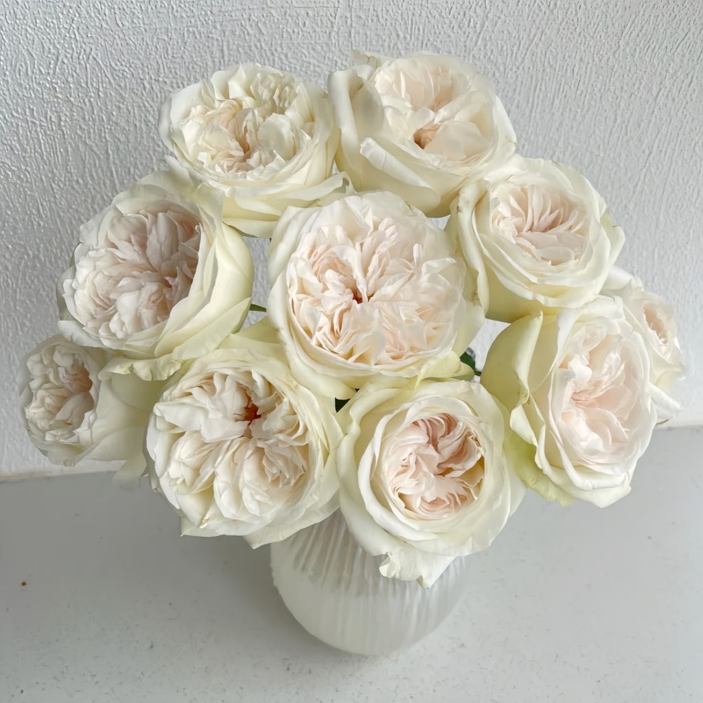 Halifax Rose