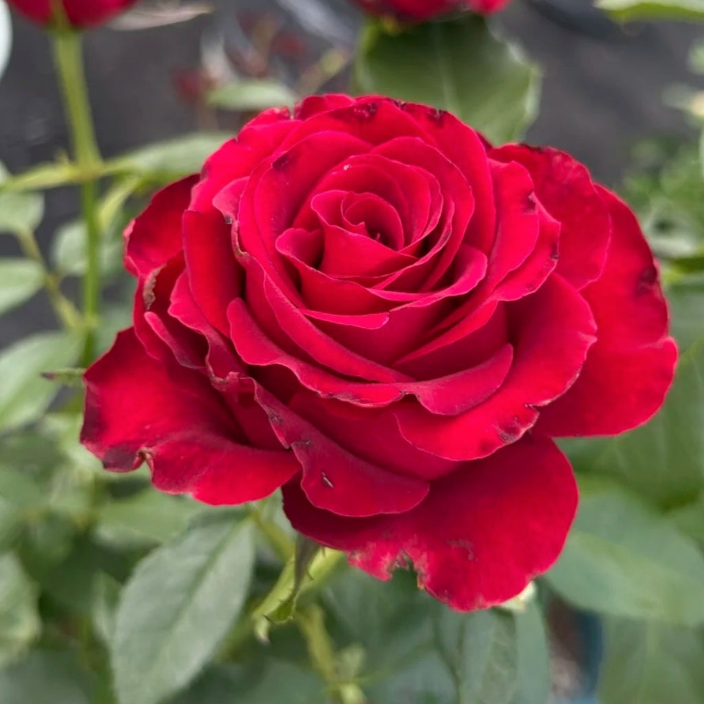 Hallelujah Rose