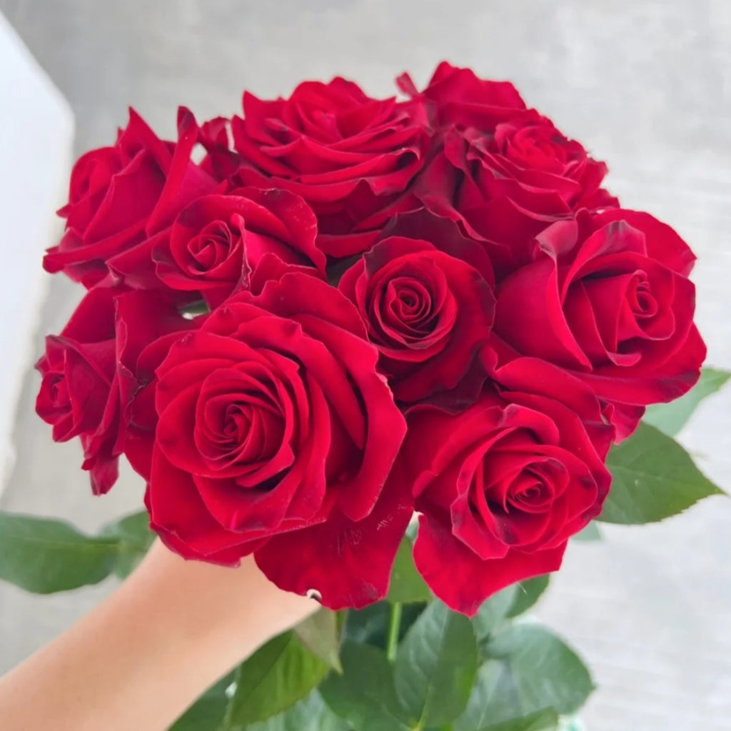 Hallelujah Rose