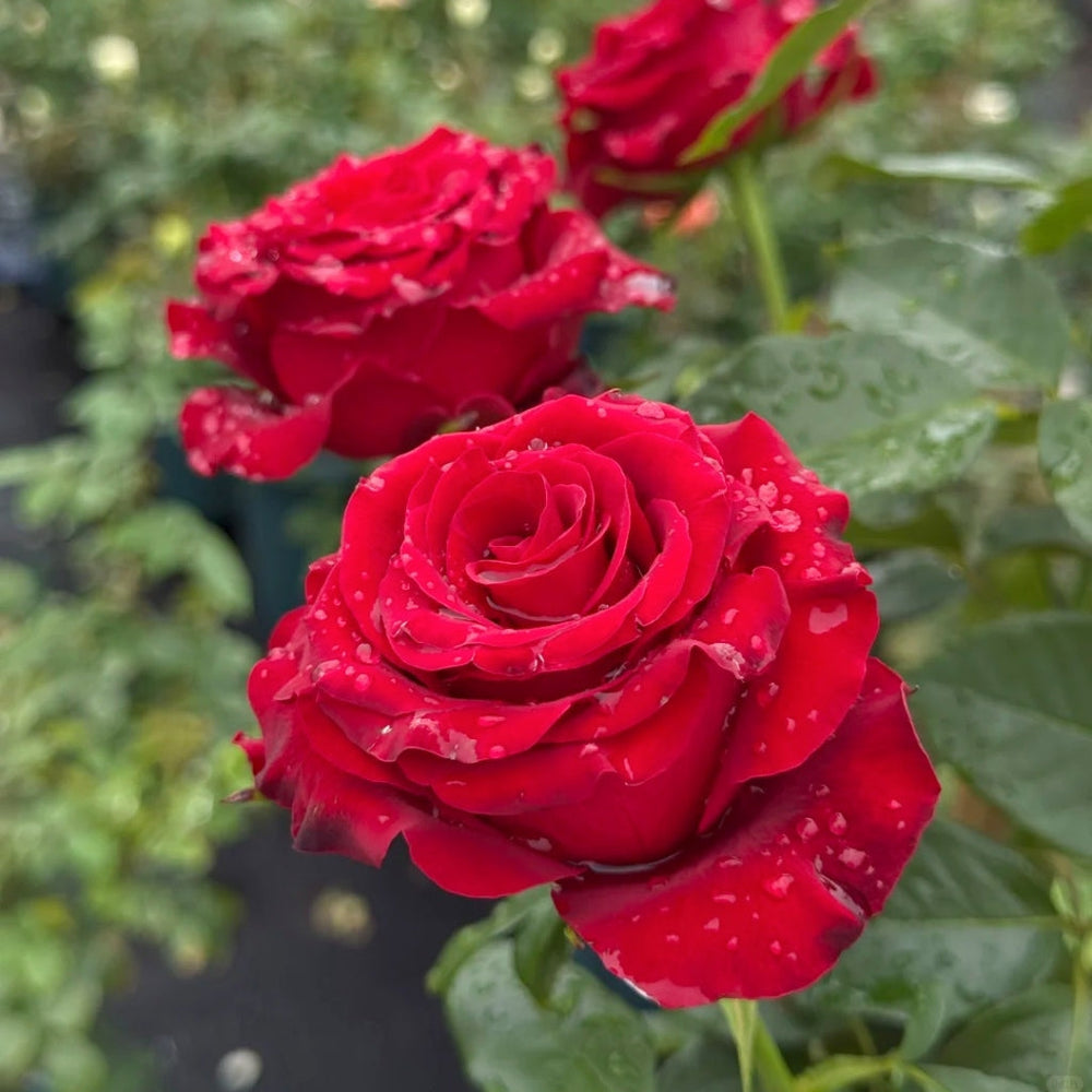 Hallelujah Rose