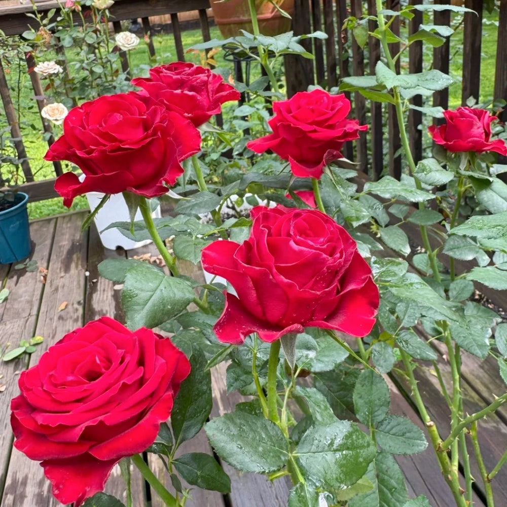 Hallelujah Rose