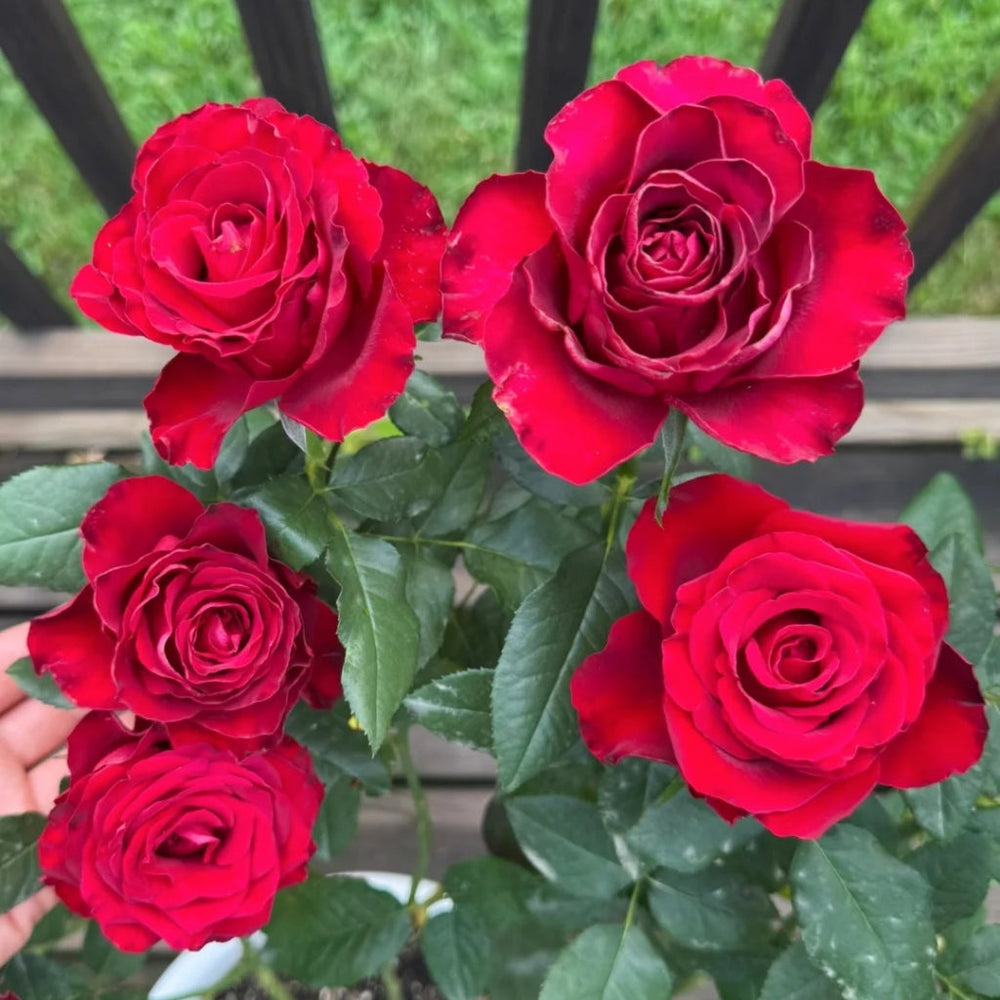 Hallelujah Rose