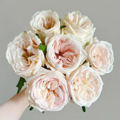 Hanxiang Rose