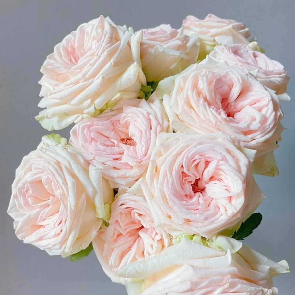 Hanxiang Rose