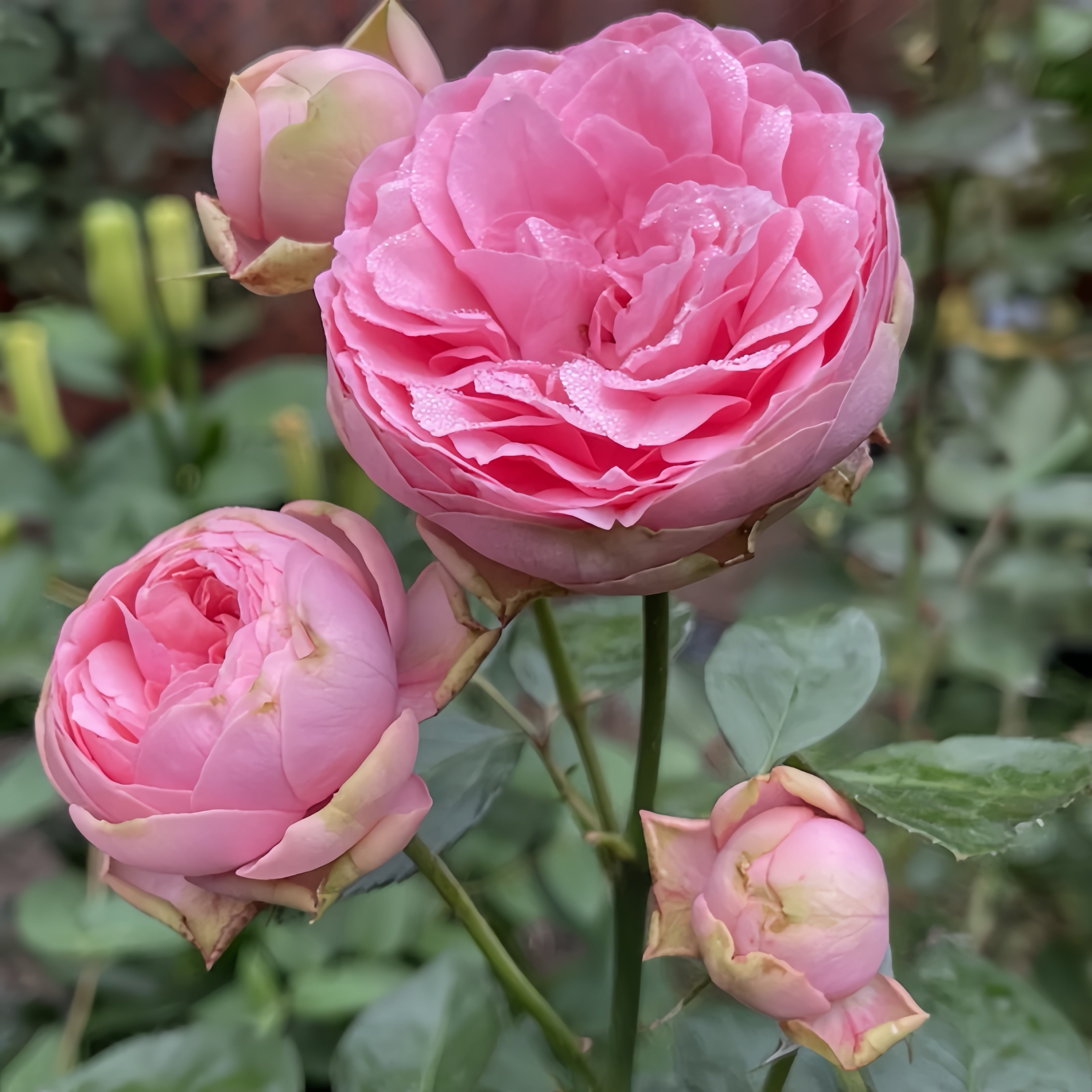 Happy Piano Rose