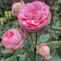 Happy Piano Rose