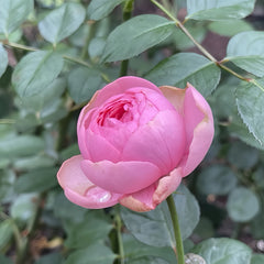 Happy Piano Rose