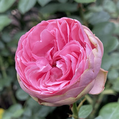 Happy Piano Rose