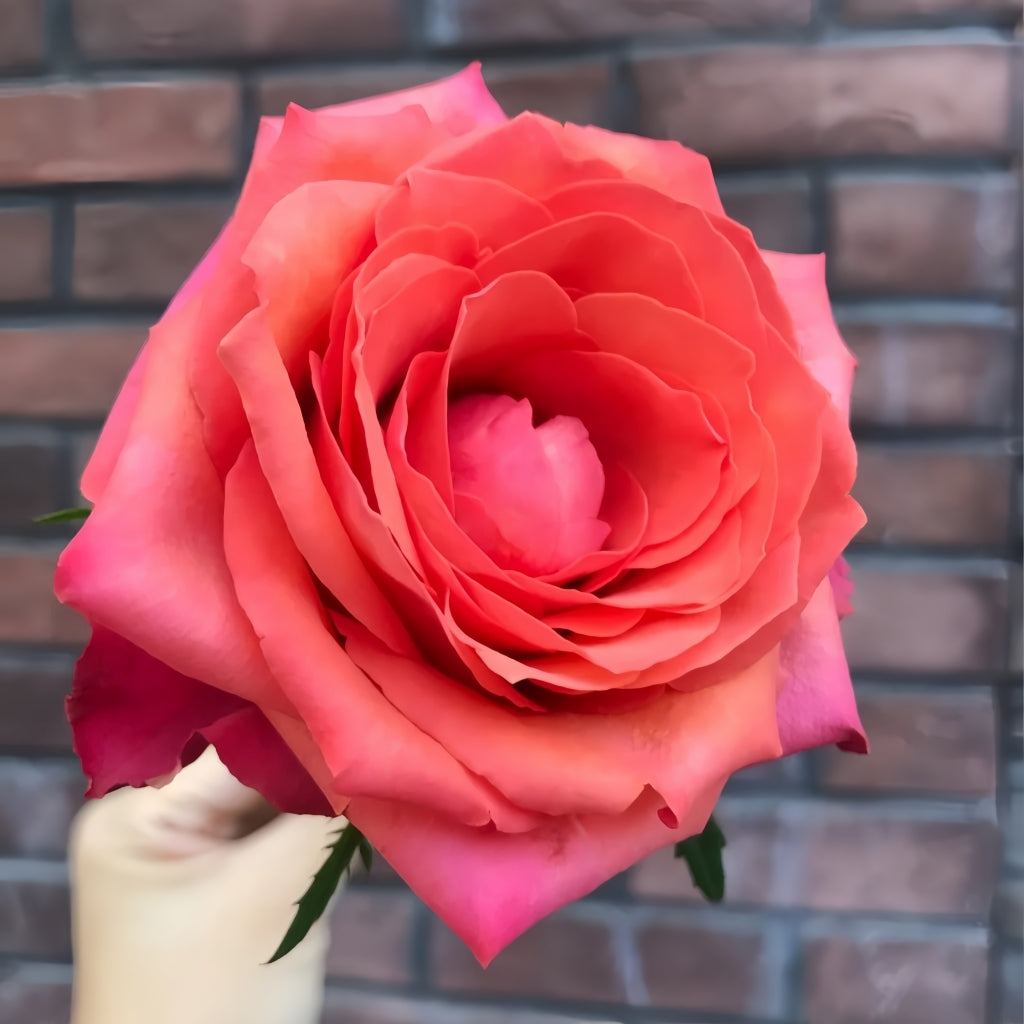 Hard Rock Rose