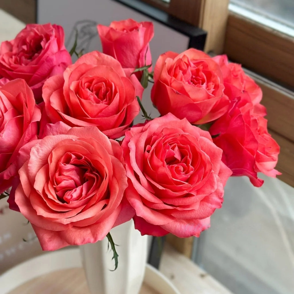 Hard Rock Rose