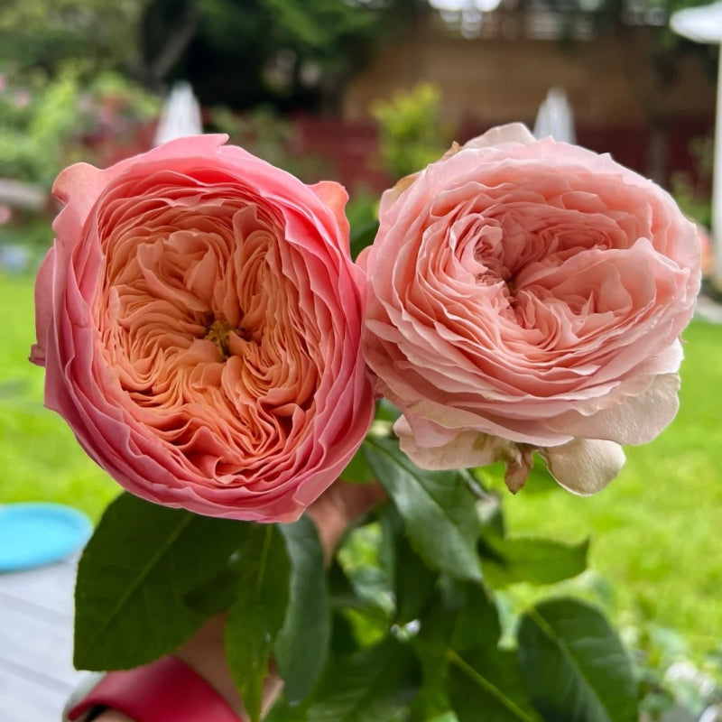 Harper Rose