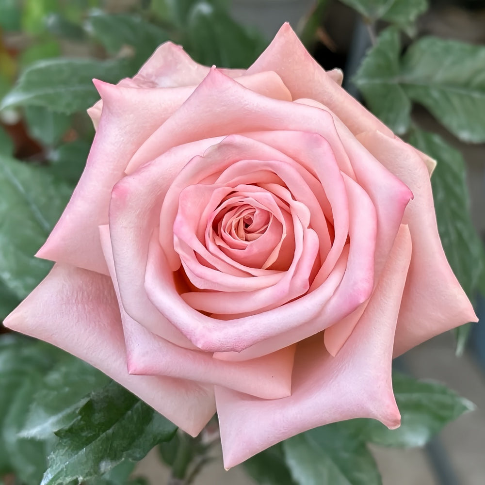 Havana Rose