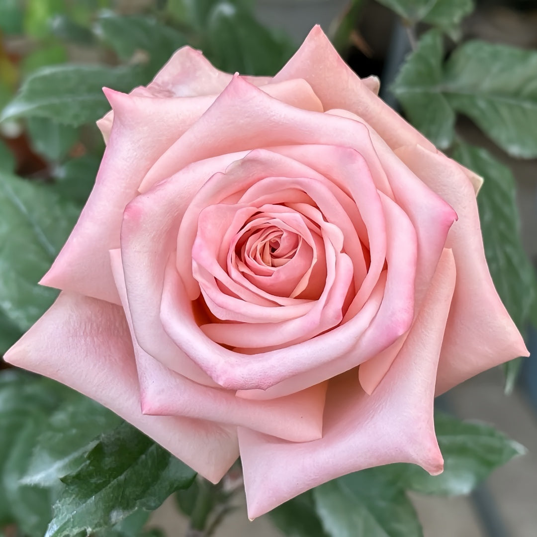 Havana Rose