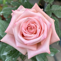 Havana Rose