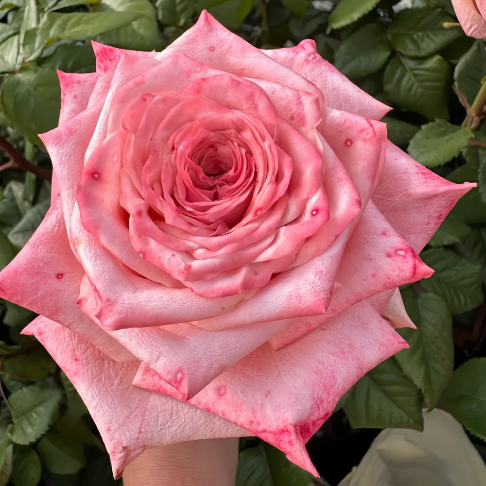 Havana Rose