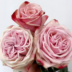 Havana Rose