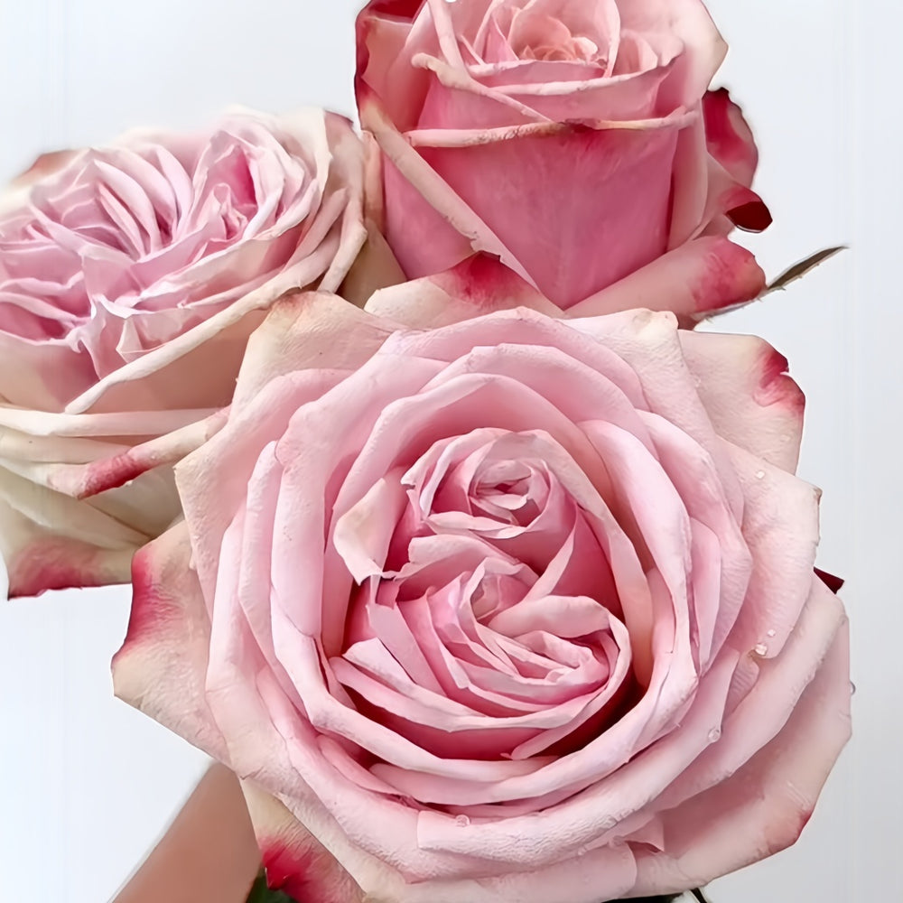 Havana Rose